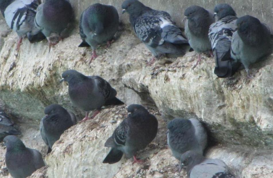 Feral pigeons roosting on the old Alexandra bridge piers are in the New Zealand Transport Agency...