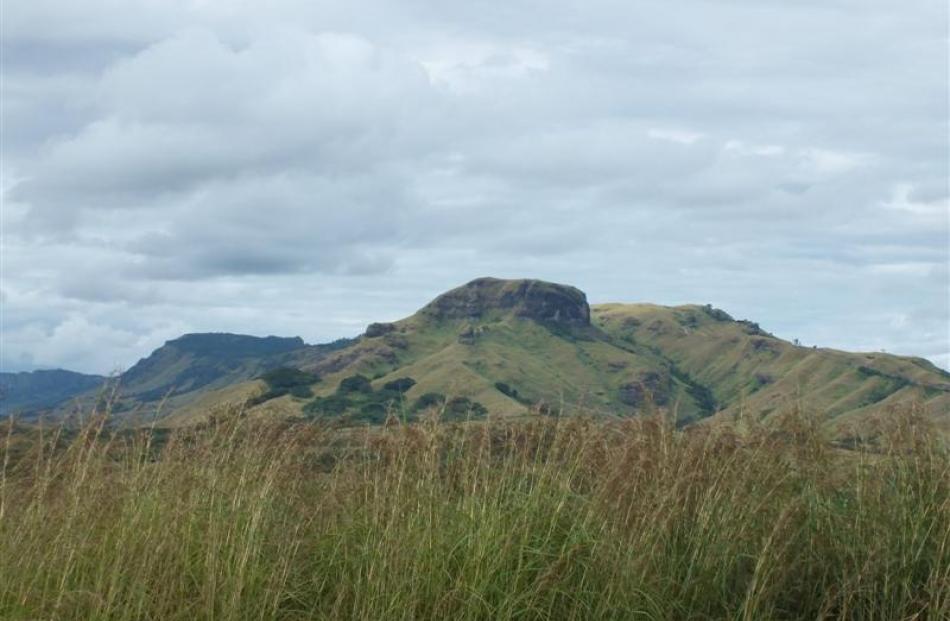 Fijian sugar cane is harvested when it flowers, from June to December. Photos by Gillian Vine...