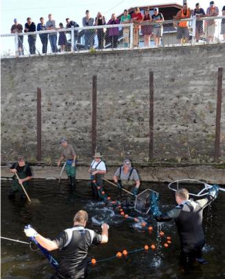 Fishermen work to collect salmon to be bred at the Sawyers Bay hatchery. Photos by Stephen Jaquiery.