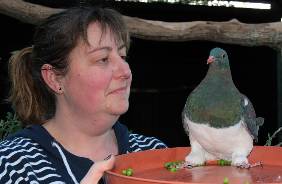 Forest and Bird 'Old Blue Award' winner Nik Hurring feeds Bill at her kereru rehabilitation...