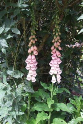 Foxglove.