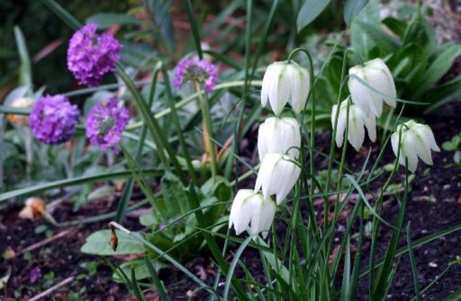 Fritillarias and mauve primulas flowering in the woodland in early spring.