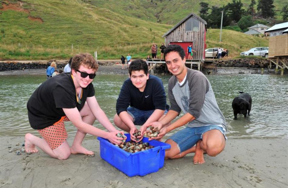 Gathering cockles from Papanui Inlet on Otago Peninsula yesterday are participants in the Ngai...