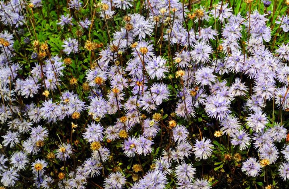 Globularia cordifolia. Photo by Gregor Richardson.