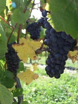 Grapes on Amisfield Wine Company's Rocky Knoll block, from which  its reserve RKV pinot is...
