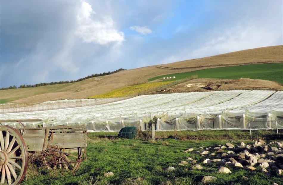 Grapes under netting at Clos Ostler, near Duntroon in the Waitaki Valley. Photos by Charmian Smith.