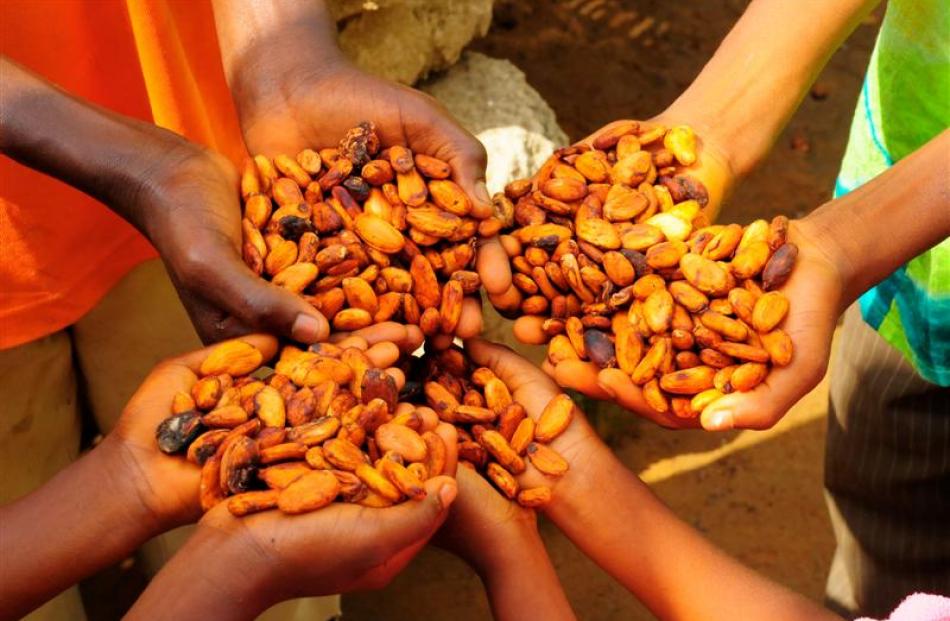 Growers in Ghana show mature cocoa beans. Photo supplied.