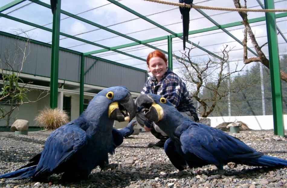 Heidi Rixon with two hyacinth macaw parrots which she once  looked after. Photo supplied.