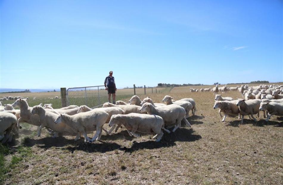 Herbert farmer Ross Hay shifts ewes yesterday afternoon. Photo by Rebecca Ryan.