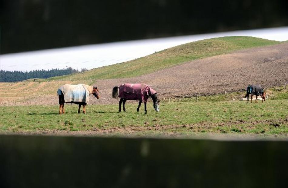 Horses graze contentedly at Springbank Farm near Palmerston. Photo by Peter McIntosh.