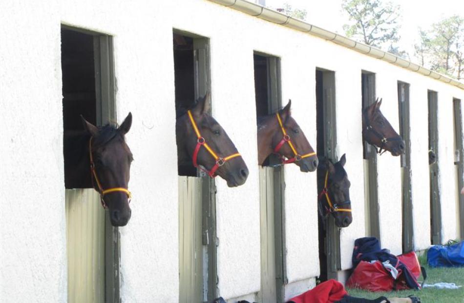 Horses wait for their races.