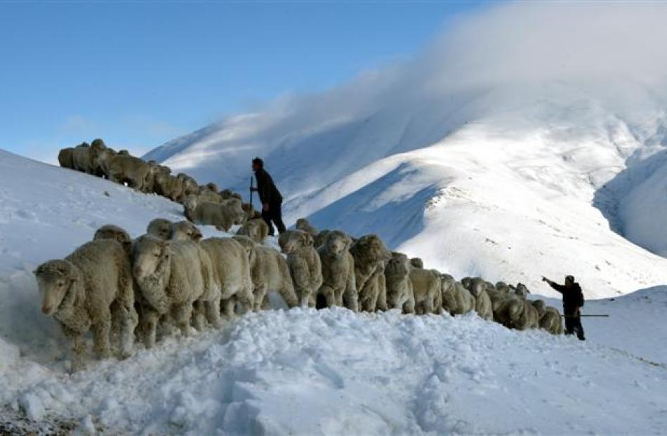 Ida Valley farmers Lochie Rutherford, David Hutton and Bevan McKnight encourage  merino sheep to...