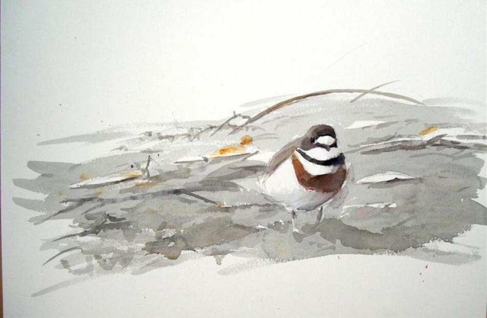 Illustration from The Hand Guide to the Birds of New Zealand, of a male banded dotterel....