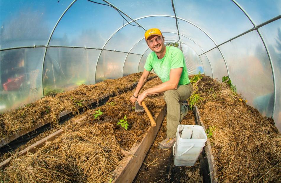 Inside a tunnel house, plants are protected from cold and wind, creating a perfect growing...