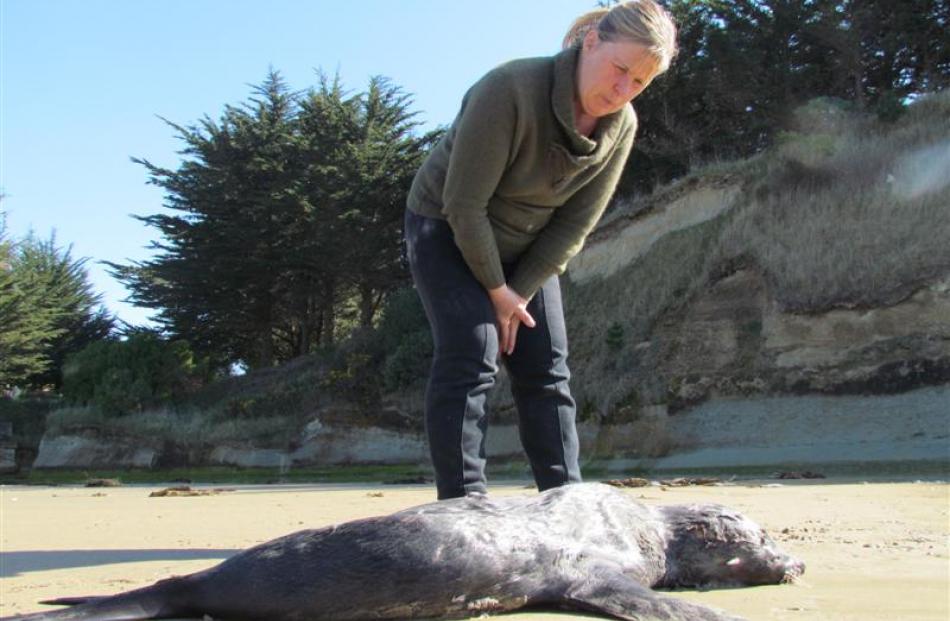 Irene Mitchell inspects the dead seal at All Day Bay yesterday. Photo by David Bruce.