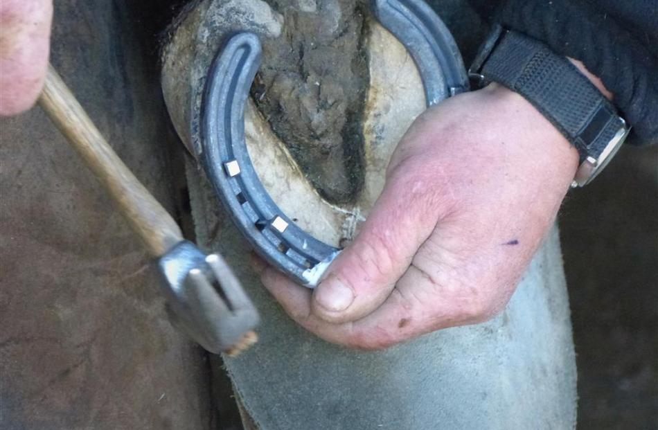 Farrier Mark Isaacs says the foot is a window into a horse's overall health. Photos by Matt Smith