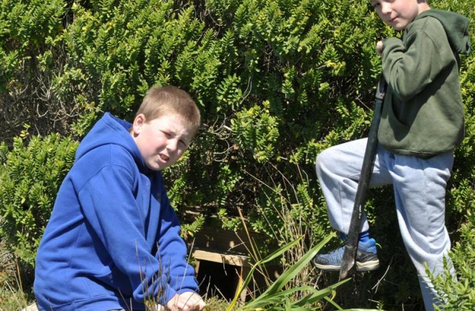 Jack Newton (8, left) and Carlos Stevens (7) plant a flax near a penguin box on Barney's Island...
