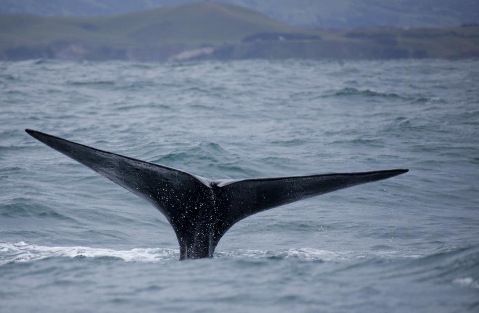 Japan killed more than 13,000 whales under alleged scientific research purposes. Photo by Getty...