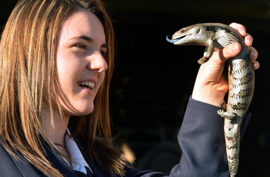 Jo Graham (15) is reunited with  Chewy the bluetongue lizard yesterday after the family pet went...