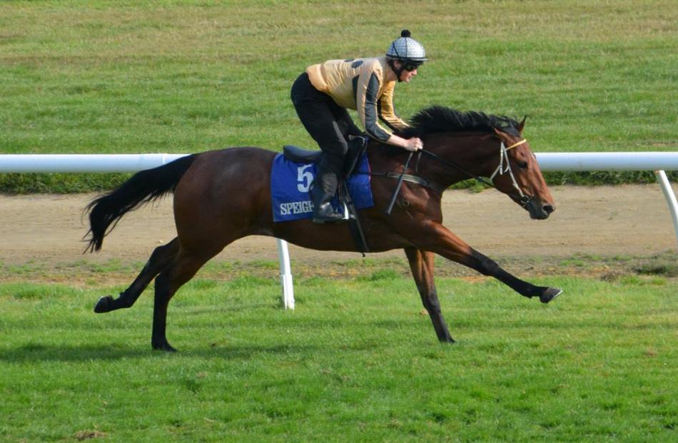 Jockey Jake Lowry guides Patrick Erin to a win over 800m at the Otago Racing Club jumpouts at...