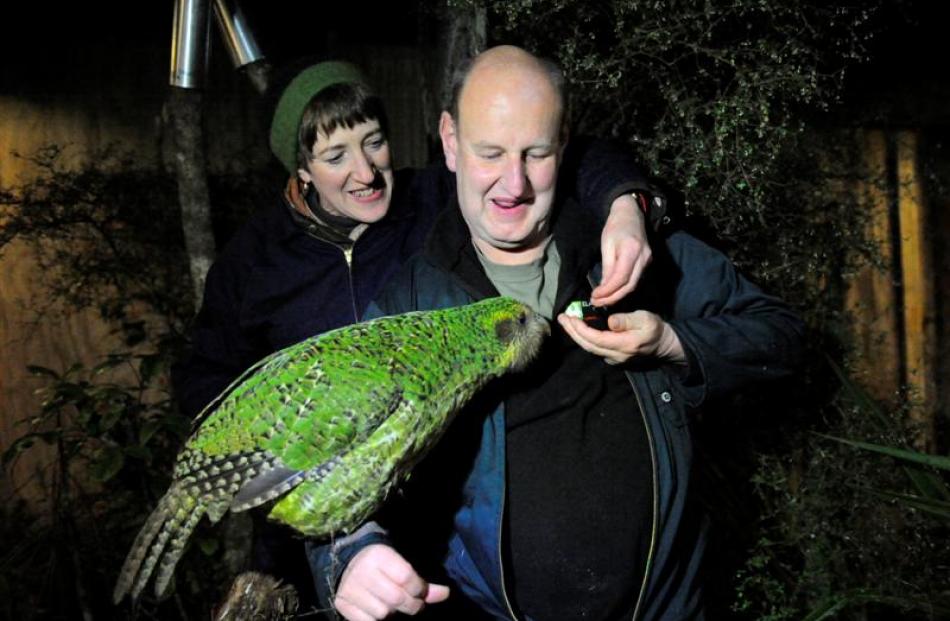 John Burke and Louise van de Vlierd, of Dunedin, hand-feed kakapo Sirocco at the Orokonui...