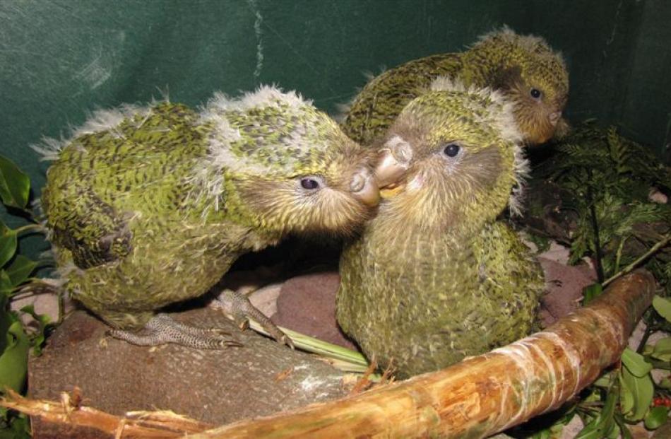Kakapo chicks will be hand-raised at a purpose-built facility at the Southland Museum and Art ...
