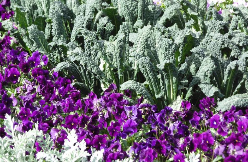 Kale grown with pansies in a flower bed. Photos by Gillian Vine.