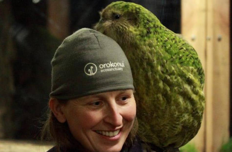 Karin Ludwig with Sirocco the kakapo. Photos by Neville Peat.