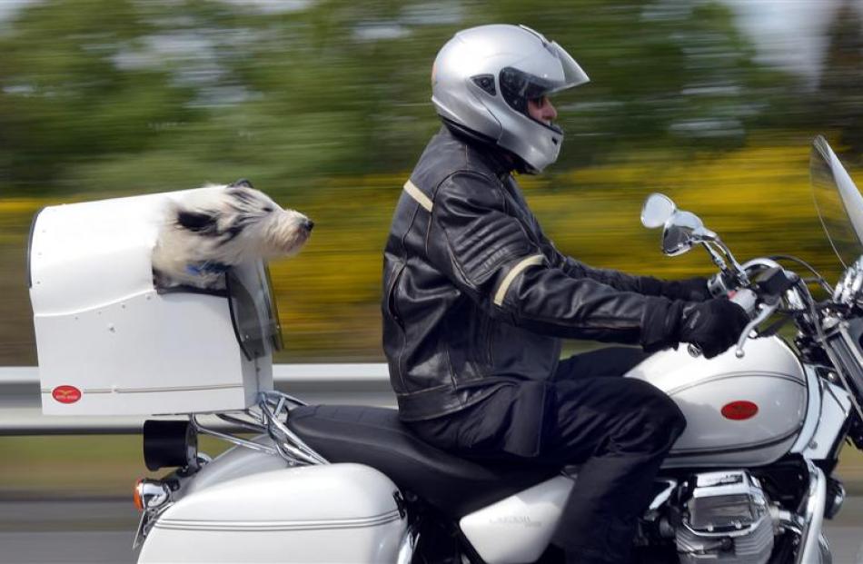 Ken Uren and Spike, of Sawyers Bay, cruise along State Highway 1, through Fairfield, on their way...