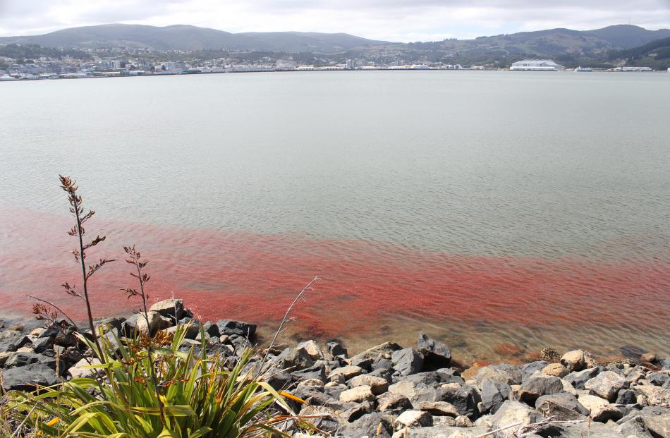 Krill gather on the edge of the Otago Harbour off Portsmouth Drive. Photo: Paul Van Kampen