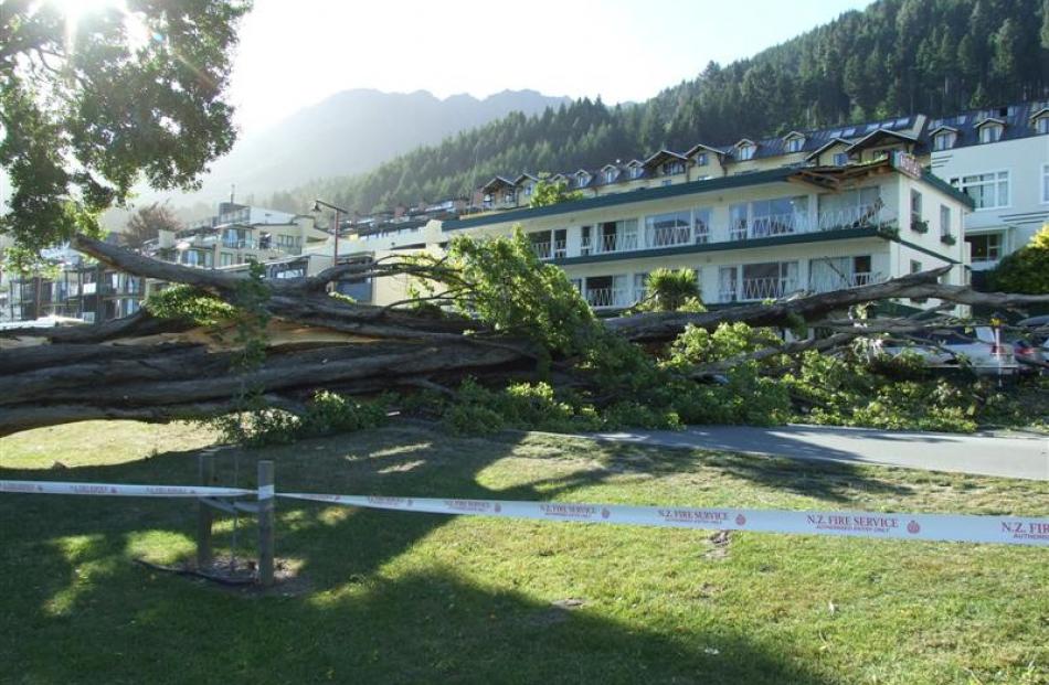 Lake Esplanade, Queenstown, is blocked by a poplar tree which crashed across the road, hitting...