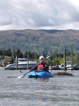 Lake Wanaka Guardian John Darby uses his kayak to shift  a great crested grebe nest to shore so...