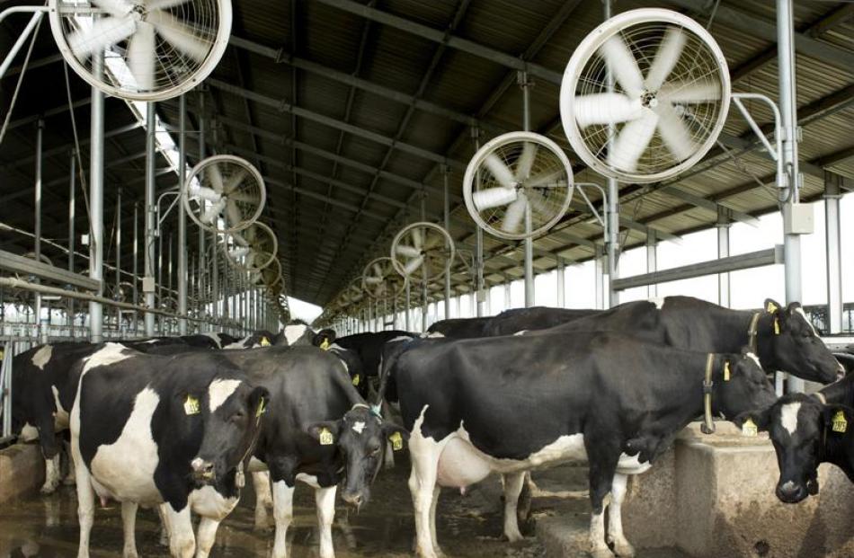 Large fans provide relief from the heat at Fonterra's Yutian 2 farm in China. Photos from the NZ...