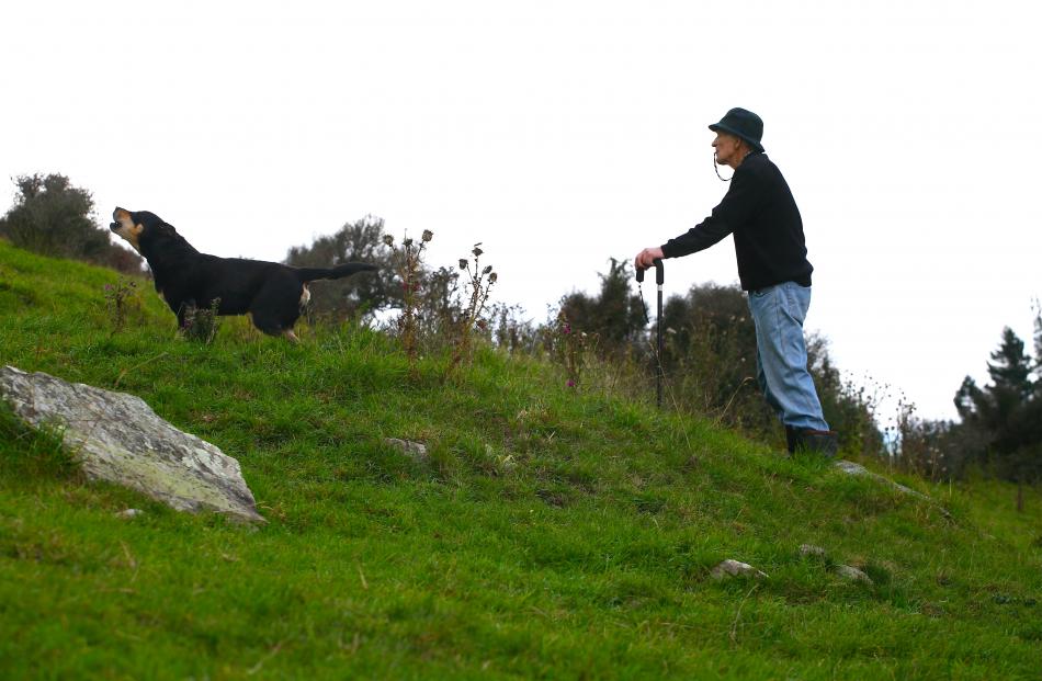 Levels Collie Club long-serving member Syd  Simpson (76) and Bear campaign in the straight...
