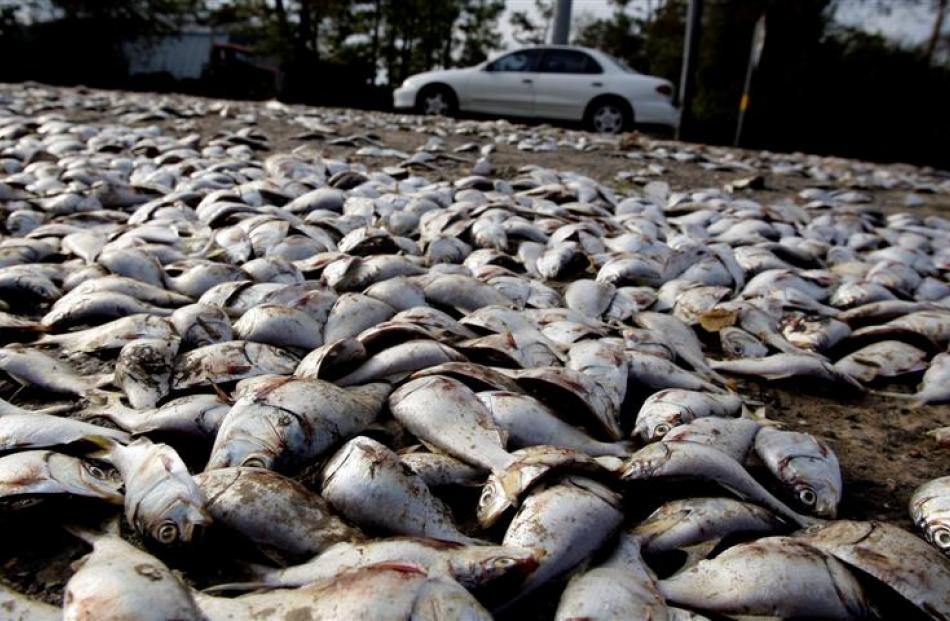 Thousands of fish are seen on the shoulder of a road as flood waters caused by Hurricane Ike...