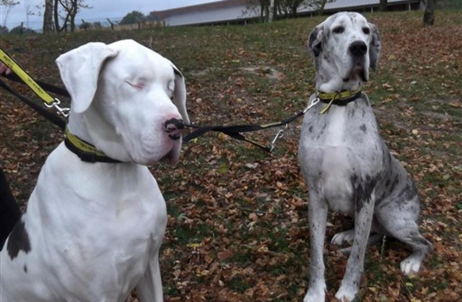 Lily the Great Dane, left, and Maddison, her guide dog, at the Shrewsbury Dogs Trust in Telford,...