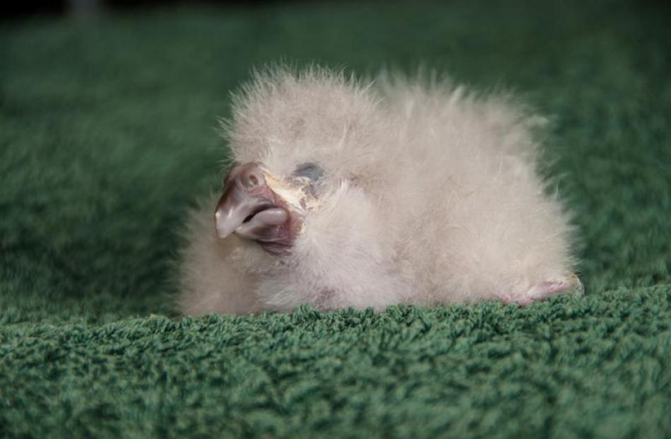 Lisa One is the first kakapo chick  born since 2011. Photos by DOC.