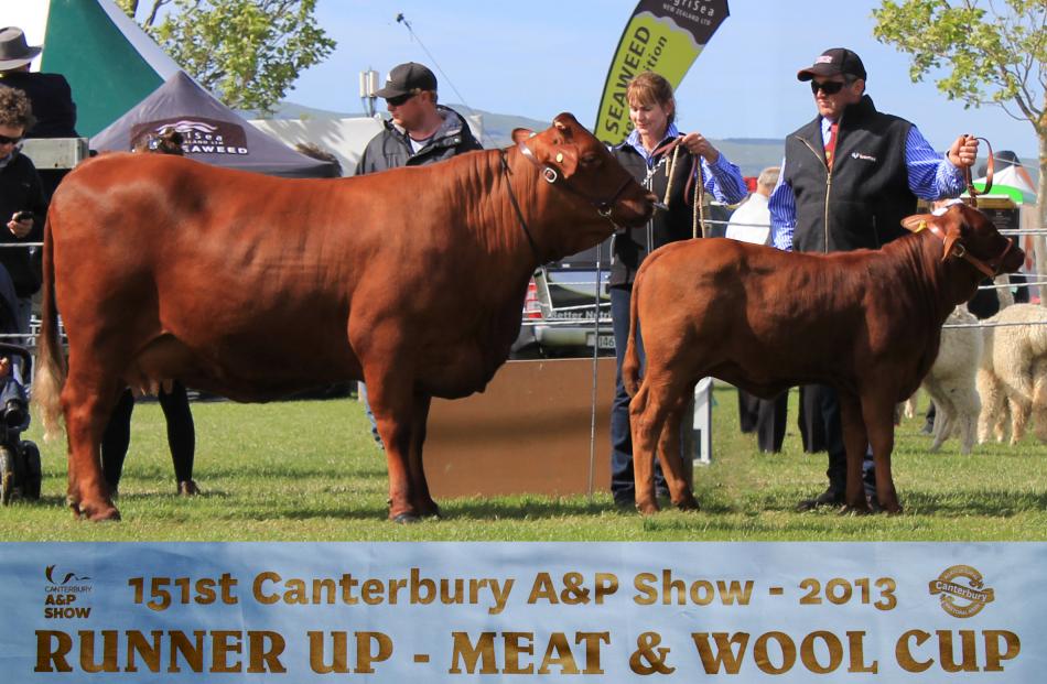 Liz and Anton Gibson are only one of two Santa Gertrudis breeders in the South Island and breed...