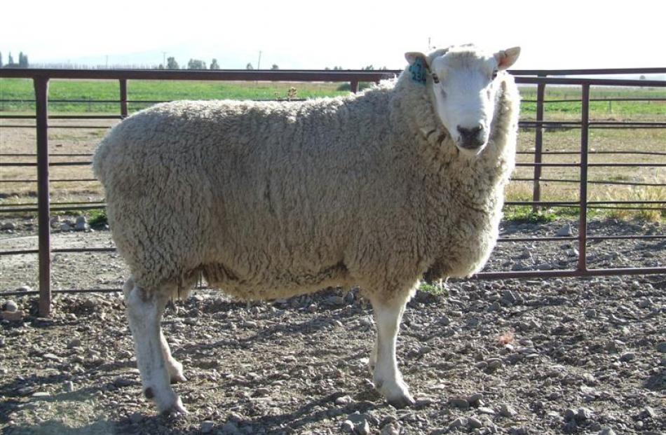 Lochern 234-07 has been selected as a link ram for the Beef and Lamb New Zealand Central Progeny...
