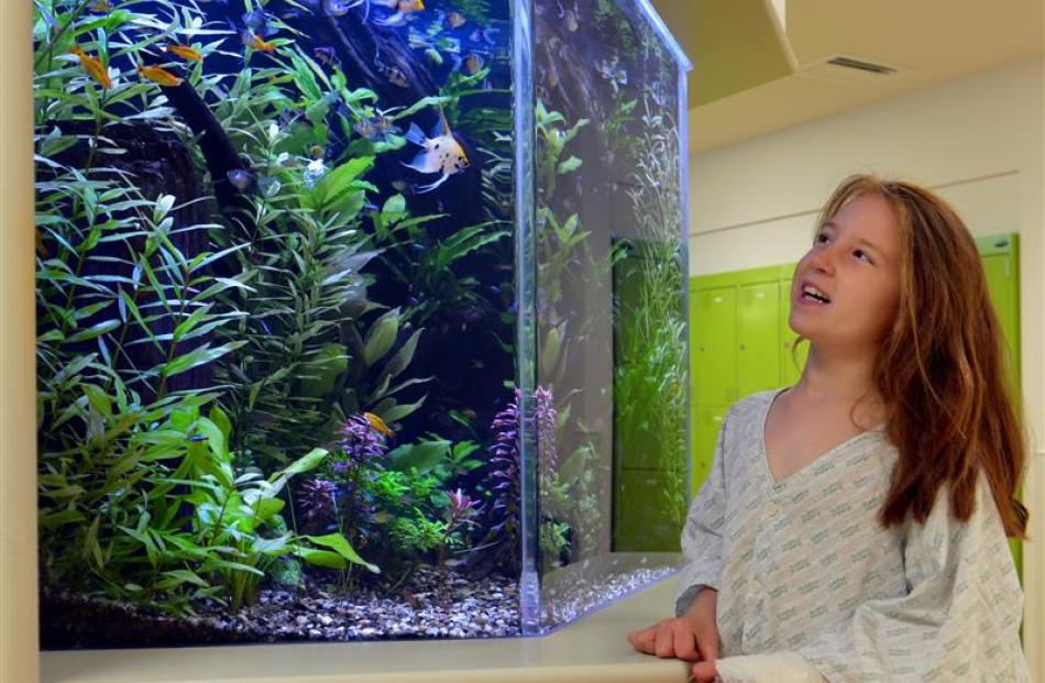 Maggie Hepburn (8), of Dunedin, enjoys the tropical fish tank in the children's ward at Dunedin...
