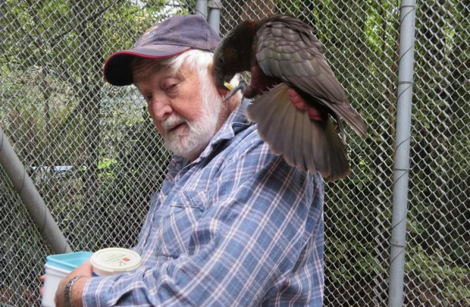 Male kaka Casey lands on Russell Evans' shoulder anxious to get to the food he has prepared.