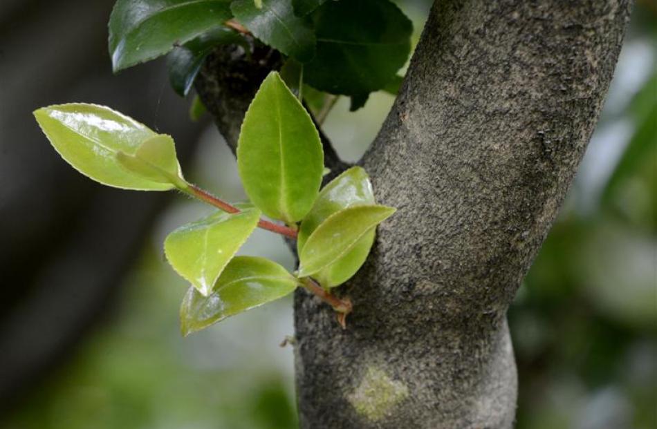 Many plants common in  home gardens, such  as camellias, have adventitious buds, which replace...