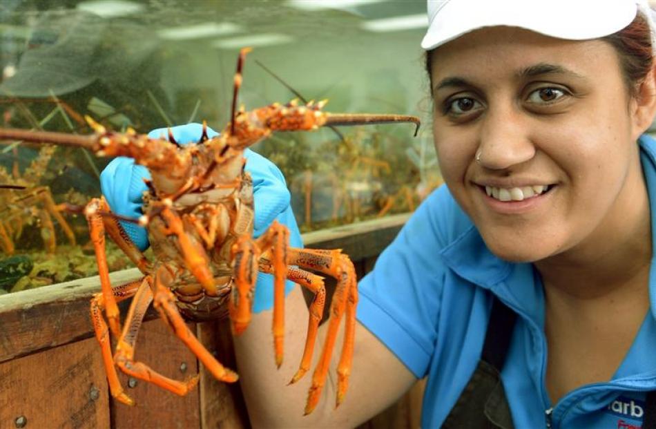 Maria Birch-Morunga, of Harbour Fish, shows off a fresh crayfish. Photo by Stephen Jaquiery.