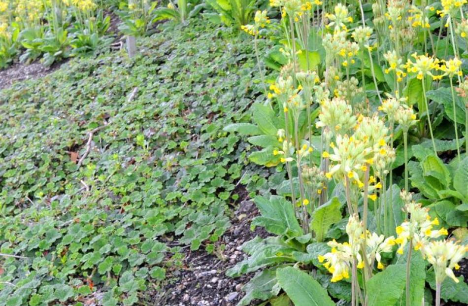 Stifle weeds with ground-cover | Otago Daily Times Online News