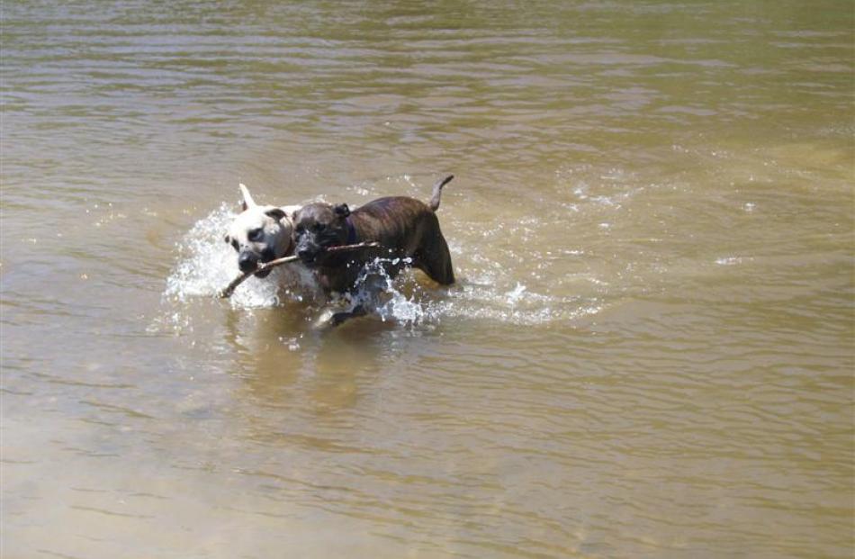 Mastiff Staffordshire terrier cross Belle (right) and American Staffordshire terrier Nala. Photo...