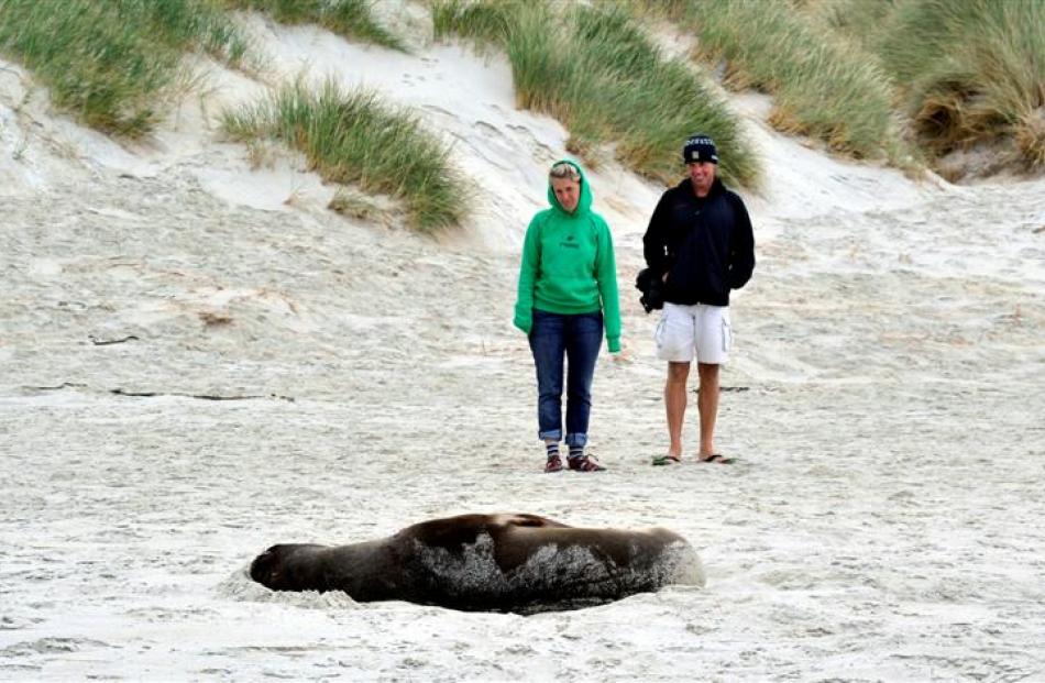 Melanie Hockun, from Germany, and John Gordon, from Scotland, watch a sleeping sea lion at...