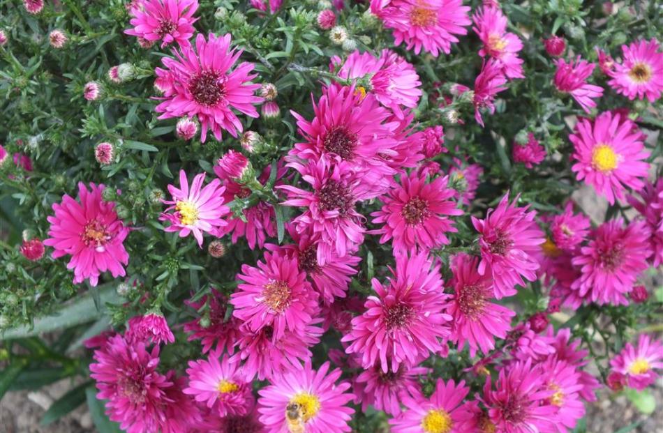 Michaelmas daisies are good autumn flowers for the south. Photos: Gillian Vine