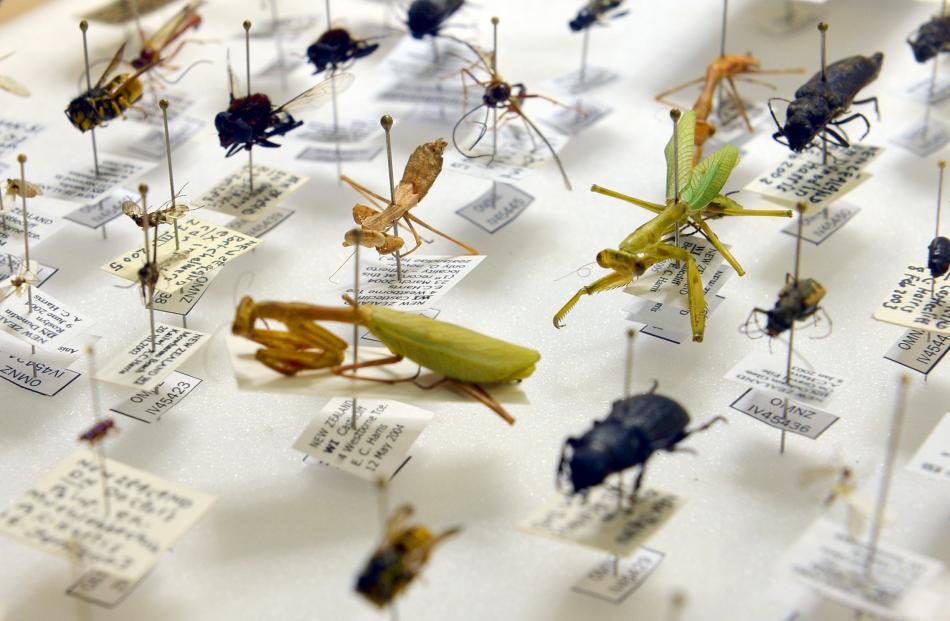 More than 800 bug items from Otago Museum's own collection will be on display during the six...
