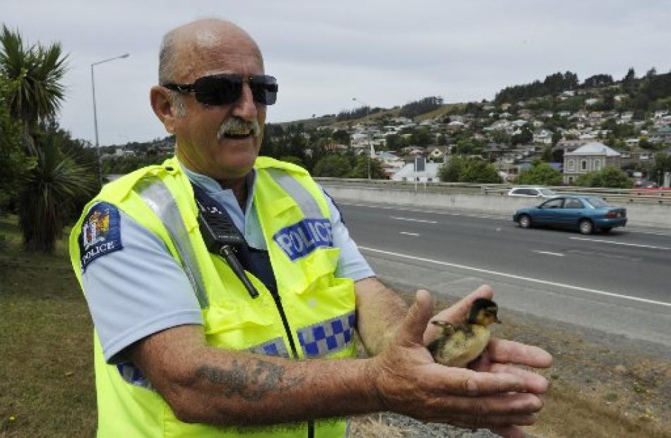 Mr Parker with one of seven ducklings he rescued from the Southern Motorway near Green Island in...