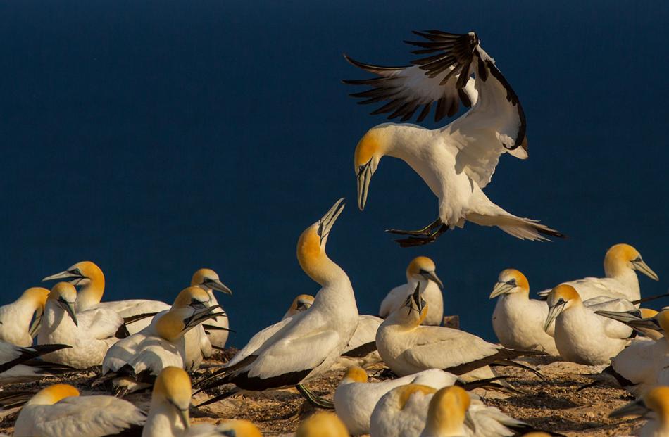 Chris Helliwell: Gannets